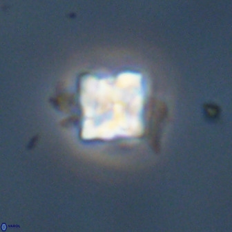 Micula decussata 41445