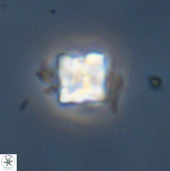 Micula decussata 41445