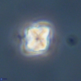Micula decussata 41446