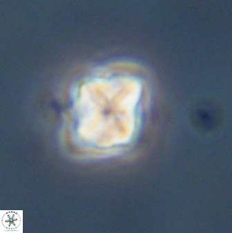 Micula decussata 41446