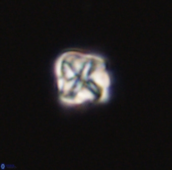 Micula decussata 41440