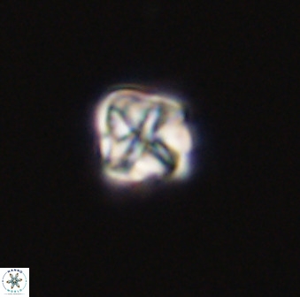 Micula decussata 41440