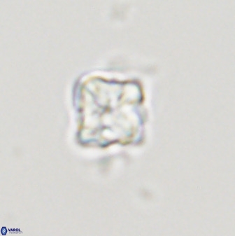 Micula decussata 41441