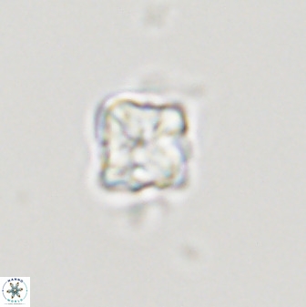 Micula decussata 41441