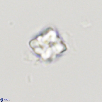 Micula decussata 41442