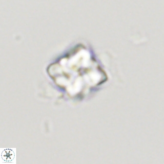 Micula decussata 41442