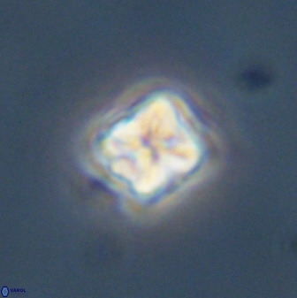 Micula decussata 41443
