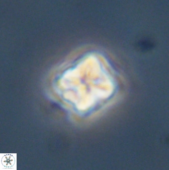 Micula decussata 41443