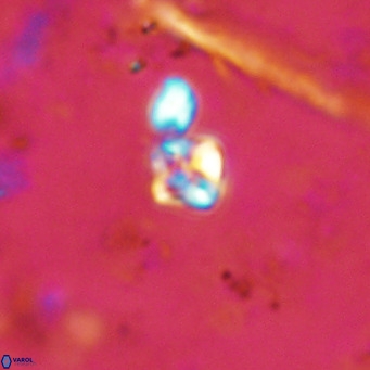 Micula lakkos VR 11185