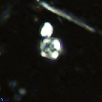 Micula lakkos VR 11186