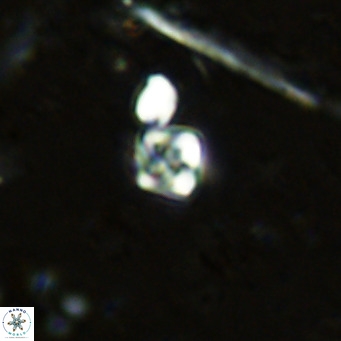 Micula lakkos VR 11186