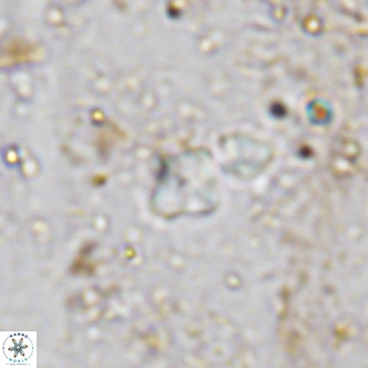 Micula lakkos VR 11188