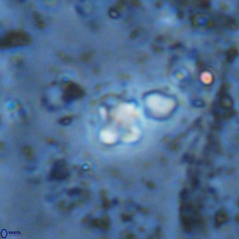 Micula lakkos VR 11189