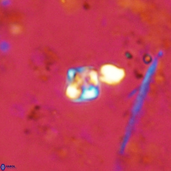 Micula lakkos VR 11181
