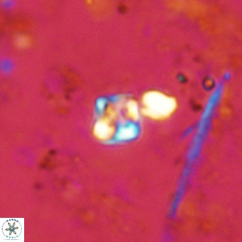 Micula lakkos VR 11181