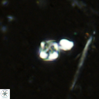 Micula lakkos VR 11182