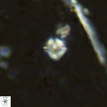 Micula lakkos VR 11183