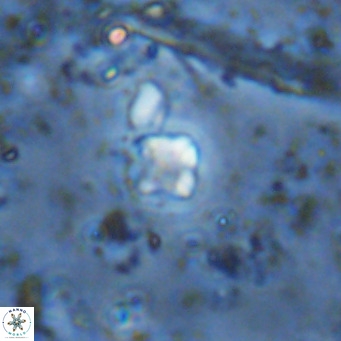 Micula lakkos VR 11192