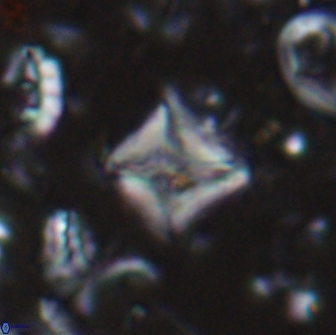 Micula sp 13881