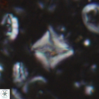Micula sp 13881
