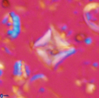 Micula sp 13882