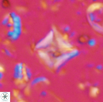 Micula sp 13882