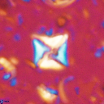Micula sp 13883