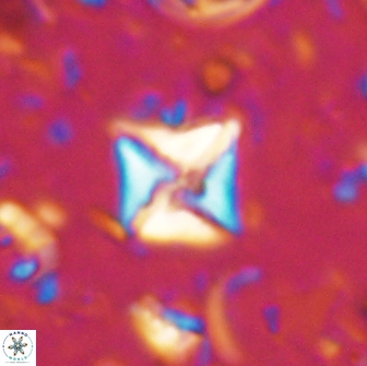 Micula sp 13883