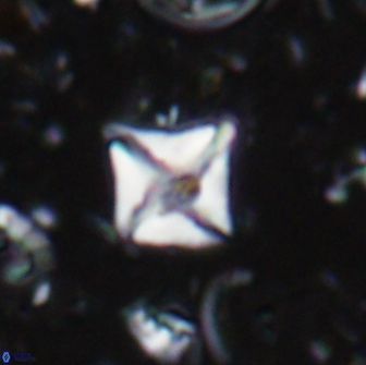 Micula sp 13884