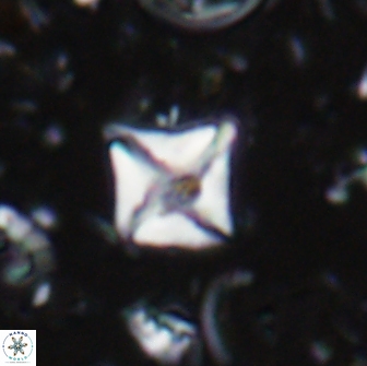 Micula sp 13884