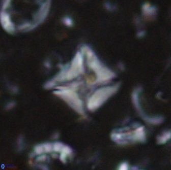Micula sp 13885