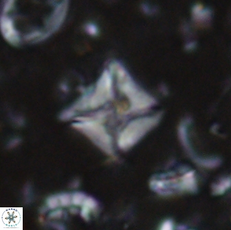 Micula sp 13885