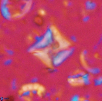 Micula sp 13886