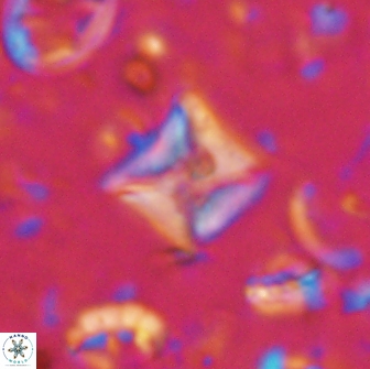 Micula sp 13886