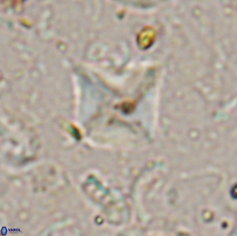 Micula sp 13887
