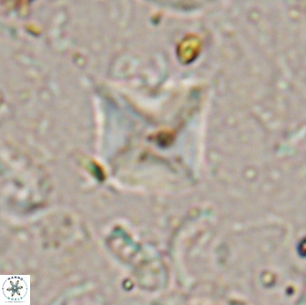 Micula sp 13887