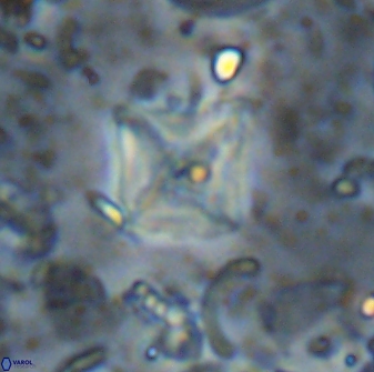 Micula sp 13888