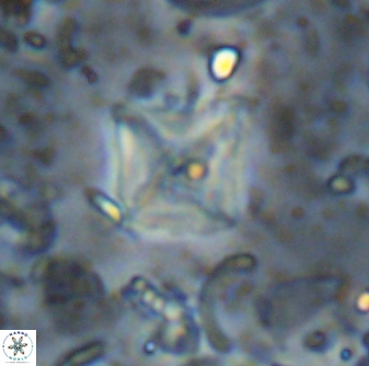 Micula sp 13888