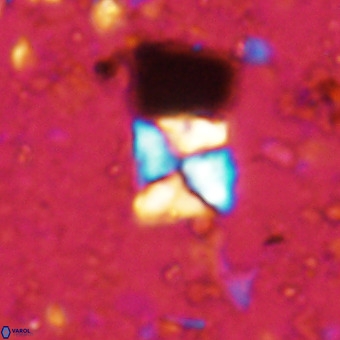 Micula sp VR 21523