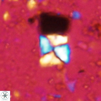Micula sp VR 21523