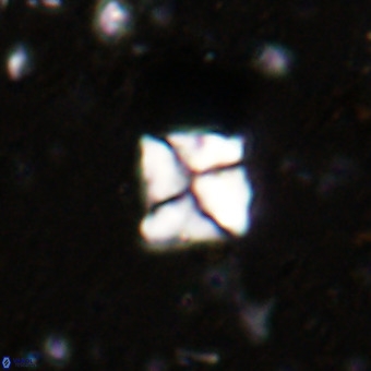 Micula sp VR 21524
