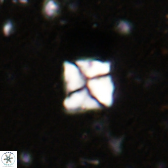 Micula sp VR 21524
