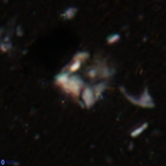 Micula sp VR 21525