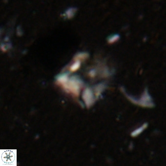 Micula sp VR 21525