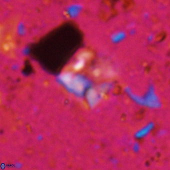 Micula sp VR 21526