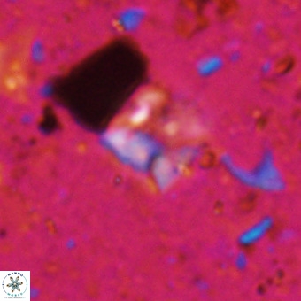 Micula sp VR 21526