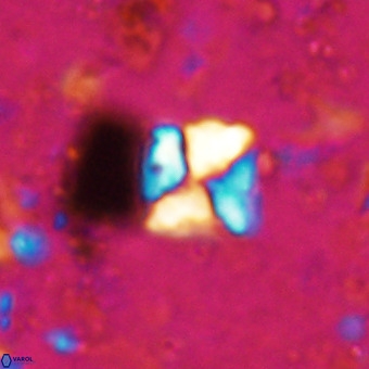 Micula sp VR 21527