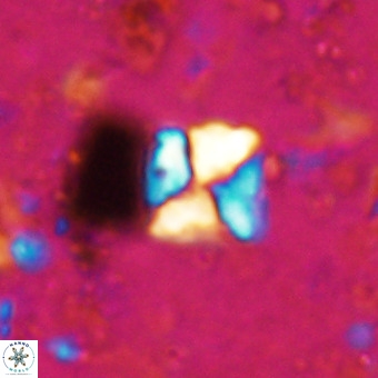 Micula sp VR 21527