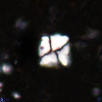 Micula sp VR 21528