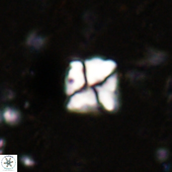 Micula sp VR 21528